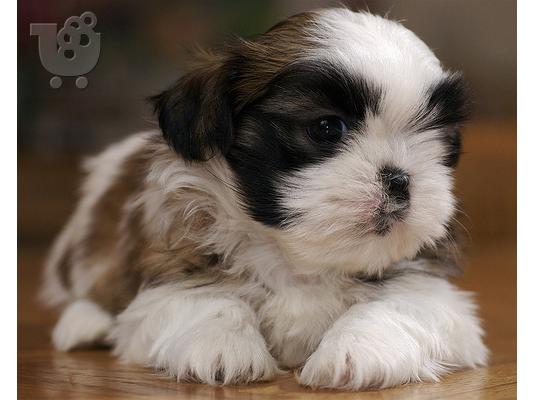 PoulaTo: Shih Tzu κουτάβια καθαρόαιμα παιχνίδι